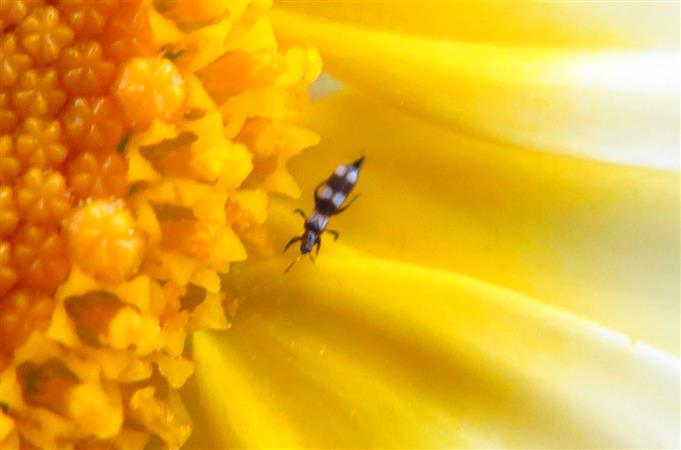 Aeolothrips sp. (Aeolothripidae), femmina